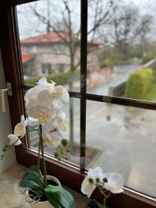 a window with white flowers sitting on a window sill at Suite SZ-Lichtenberg in Salzgitter