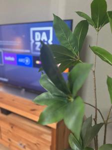 a potted plant in front of a tv at Suite SZ-Lichtenberg in Salzgitter
