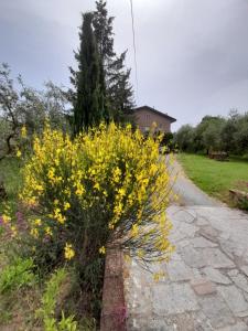 een bos gele bloemen in een tuin bij Agriturismo Campo Contile in Chianciano Terme