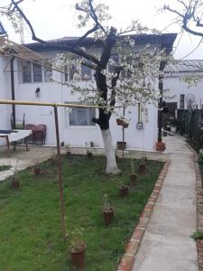 a white house with a tree in a yard at Casa in Craiova