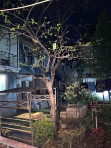 a tree in front of a building at night at Melson in Batumi