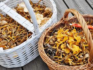 two baskets filled with different types of mushrooms at Holiday home Bureå in Bureå