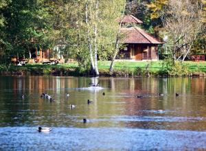 a group of ducks swimming in the water in front of a cabin at Seen- und Felsenland in Ludwigswinkel