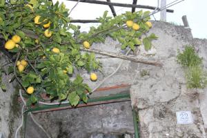 Une bande d'oranges suspendues à un agrume dans l'établissement Marella, à Minori