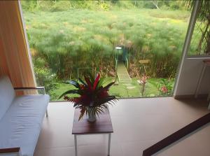 eine Pflanze, die auf einem Tisch vor einem Fenster sitzt in der Unterkunft Lagoon Village B&B y SPA in Tarapoto