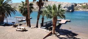 a group of palm trees on a beach with a dock at River view Lazy Casa in Bullhead City