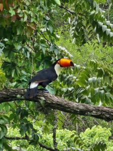 un uccello colorato seduto su un ramo di un albero di El Mirador Los Nogales a Yala