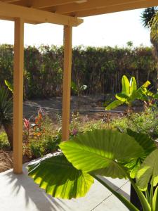 un jardin avec des plantes vertes et une pergola dans l'établissement Mystic Breeze, à El Pescadero
