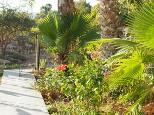 a garden with palm trees and flowers on a sidewalk at Mystic Breeze in El Pescadero