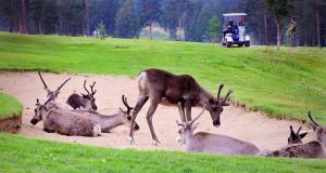 a group of antelopes standing in a dirt field at Lapland Hotels Ounasvaara Chalets in Rovaniemi