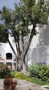 un giardino con due alberi e una casetta per uccelli di LOS SUEÑOS DE BUENDÍA a Buendía