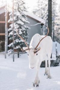 a reindeer with antlers standing in the snow at Nova Skyland Hotel in Rovaniemi