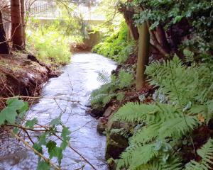 a stream of water in a forest with plants at Ferienwohnung am Ellerbach in Hessisch Oldendorf