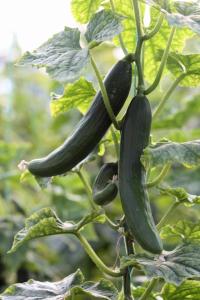 a bunch of cucumbers growing on a plant at Rose Hotel B&B in Patara