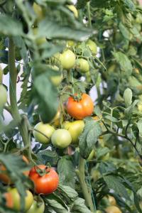 a bunch of tomatoes growing on a tree at Rose Hotel B&B in Patara