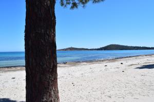 a tree sitting on the beach next to the ocean at Les Hauts de Pinarello in Sainte-Lucie de Porto-Vecchio