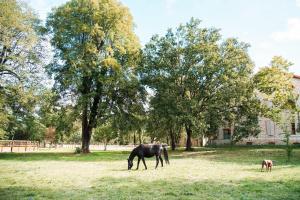a black horse grazing in a field next to trees at Domaine des Églantiers in Cardet