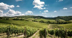 a view of a vineyard in the hills at Mini suite del borgo antico in Novi Ligure