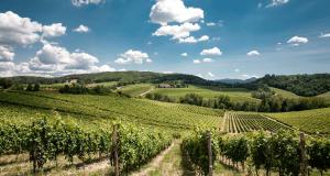 a view of a vineyard in the hills at Mini suite del borgo antico, design charm centro in Novi Ligure