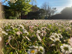 Giardino di Spazio Friuli - Soreli Apt residenza nel verde