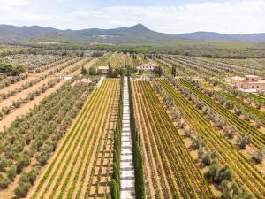 an aerial view of a vineyard with olive trees at Agriturismo Tra gli Ulivi, Chiappini in Bolgheri