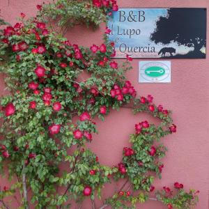 カステルヌオーヴォ・マグラにあるB&B il Lupo e la Querciaの壁面の赤花の花輪