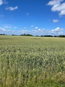 een veld van hoog groen gras met een blauwe lucht bij Slottsnära miljö. in Laholm