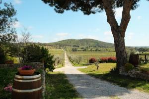 a path through a vineyard with a tree at Agriturismo biologico Bulichella in Suvereto