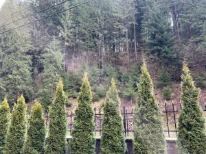 Un gruppo di alberi di Natale di fronte a una foresta di Pensiunea Pe drumuri de munte a Borca