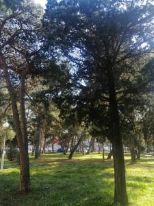 eine Gruppe von Bäumen in einem Park mit grünem Gras in der Unterkunft Room near city center Butterfly in Split