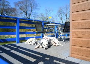 two dalmatian dogs laying on a deck at Glen Bay - 2 Bed Lodge on Friendly Farm Stay with Private Hot Tub in New Cumnock