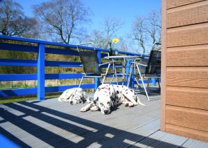 twee dalmatische honden op een dek bij Glen Bay - 2 Bed Lodge on Friendly Farm Stay with Private Hot Tub in New Cumnock