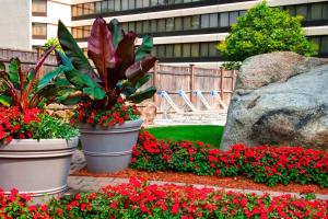 due grandi vasi di fiori in un giardino di Boston Marriott Peabody a Peabody