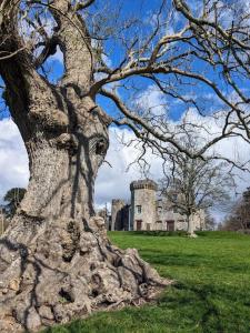 a tree in a field with a castle in the background at Newly Renovated Ground Floor 1-Bed Flat in Bonhill