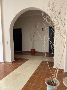 Un jarrón con un árbol en una habitación con un pasillo en La Casa Guest House en Marsa Alam