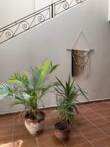 deux plantes en pot assises sur un étage dans une pièce dans l'établissement La Casa Guest House, à Marsa Alam