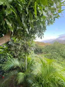 a view of a lush green forest with a tree at Villa Saint-Paul in Pointe-Noire