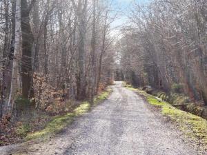 a dirt road in the middle of a forest at 6 person holiday home in Hadsund in Odde