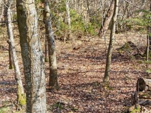 una zona boscosa con árboles y hojas en el suelo en 6 person holiday home in Hadsund, en Odde