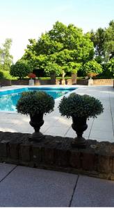 dos plantas en jarrones frente a una piscina en Villa Haagdoorn te Achel, 10 personen, 12 personen op aanvraag, met zwembad op het zuiden in een oase van rust!, en Achel