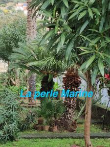 een palmboom in een tuin met de woorden de perille marine bij La perle Marine in Diano Marina