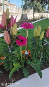 a group of pink flowers in a garden at White Guest Fátima in Fátima