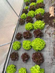un montón de plantas verdes en una bandeja de metal en Casa a Pichona, en Dumbría