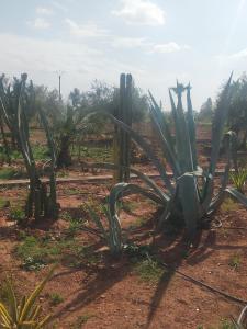 un cactus en medio de un campo de tierra en chez JM saida, en Ourika