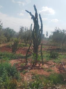 a cactus sculpture in the middle of a field at chez JM saida in Ourika