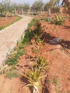 una planta en medio de un camino de tierra en chez JM saida, en Ourika