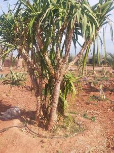 a small palm tree in the middle of a field at chez JM saida in Ourika