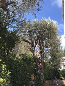 Сад в "L'olivadou" ST JEAN CAP FERRAT