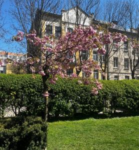 a tree with pink flowers in front of a building at Iren Smart Apartment in Lviv
