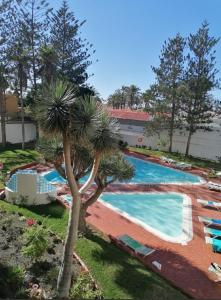 einen Pool mit einer Palme neben einem Resort in der Unterkunft Mama Yumbo in Playa del Ingles